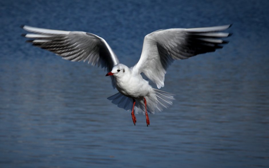 "Laugh." Gull