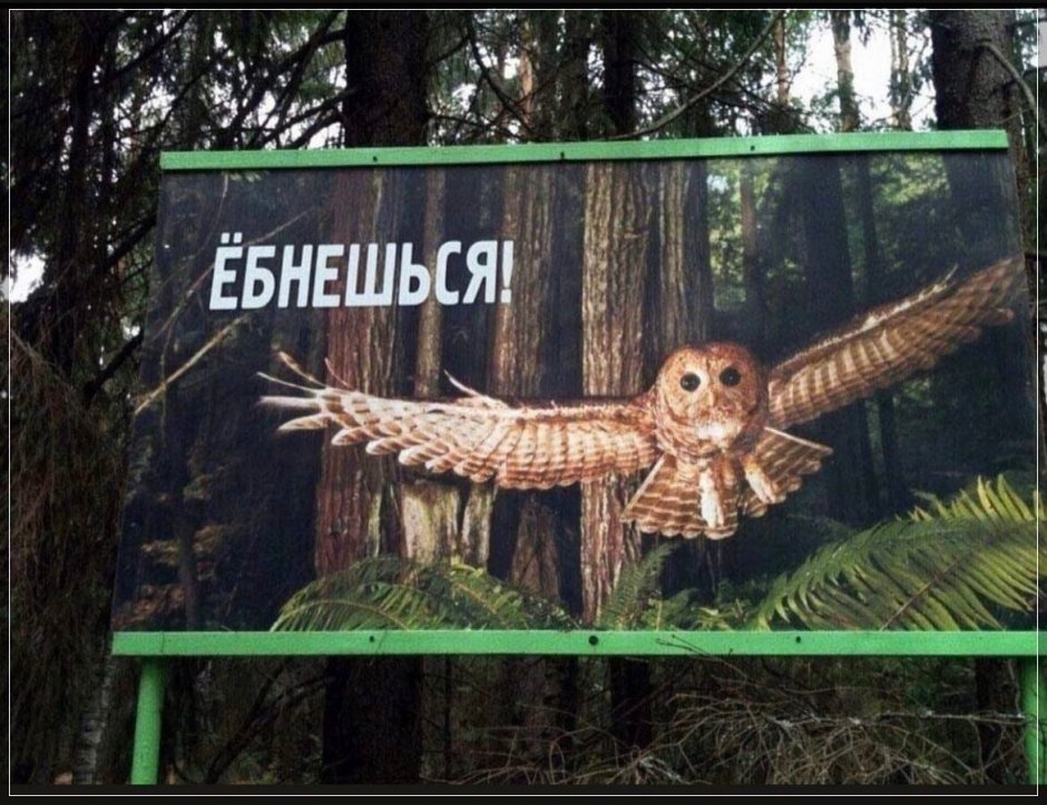 Человек Сова