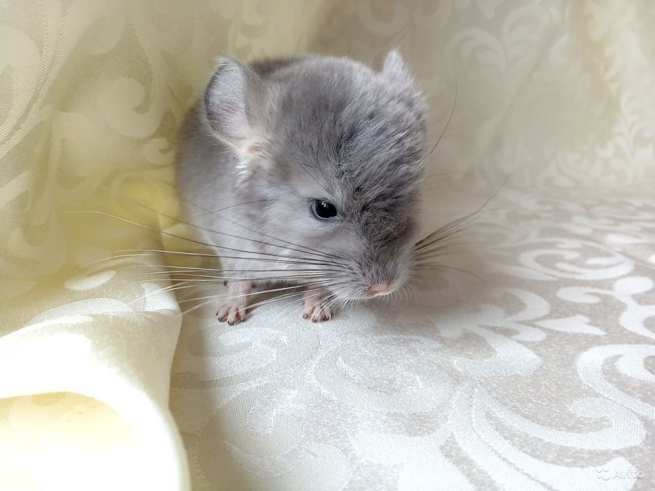 Шиншилла фиолет