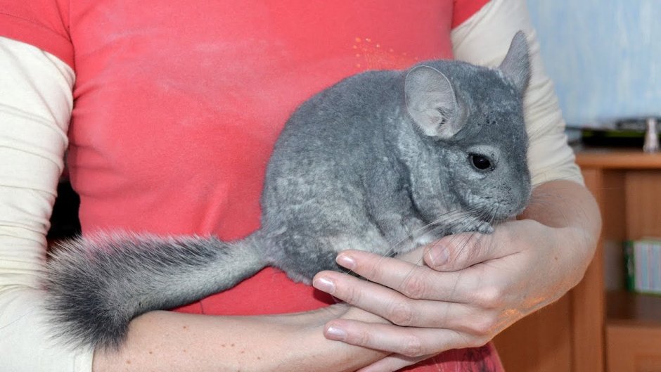 Шиншилла мини грызунов