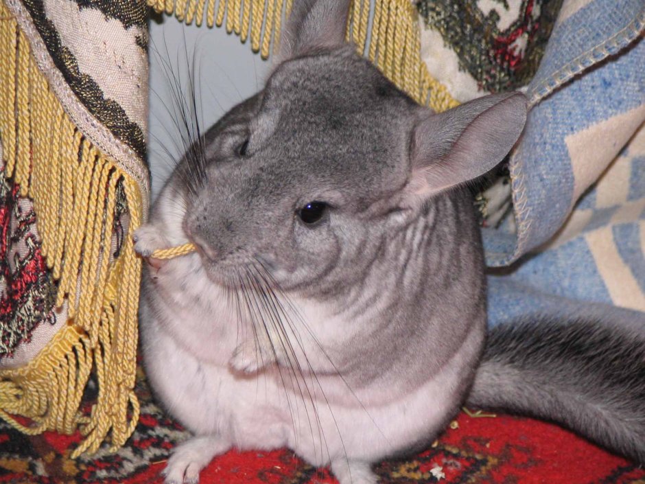 Шиншилла черный эбони