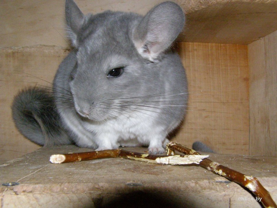 Шиншилла белый бархат