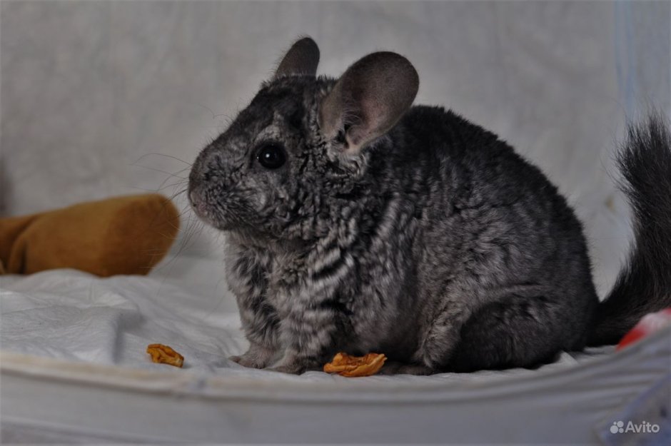 Шиншилла коричневая