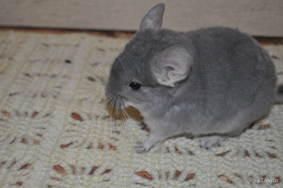 Шиншилла черный бриллиант