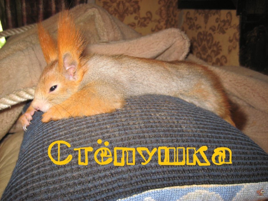 Белочка хочет спать