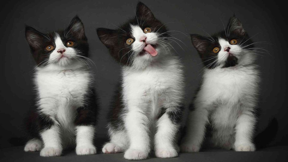 Котики смешные