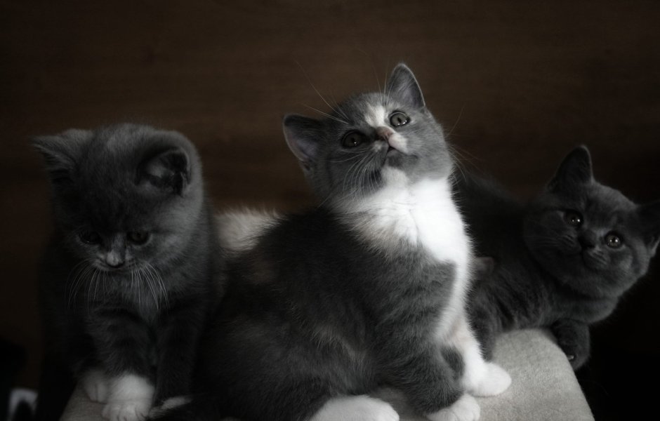 Животные котята британцы