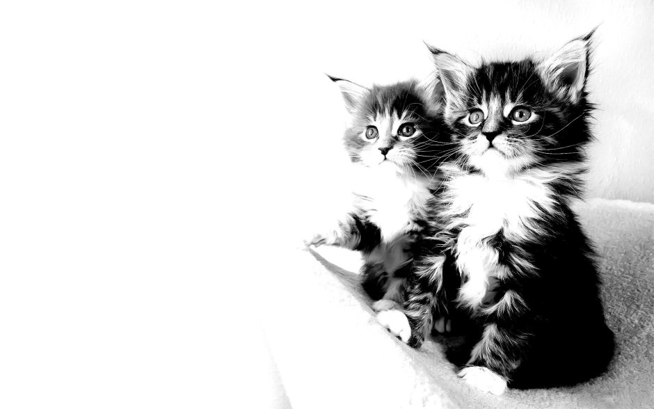 Обои на рабочий стол котята