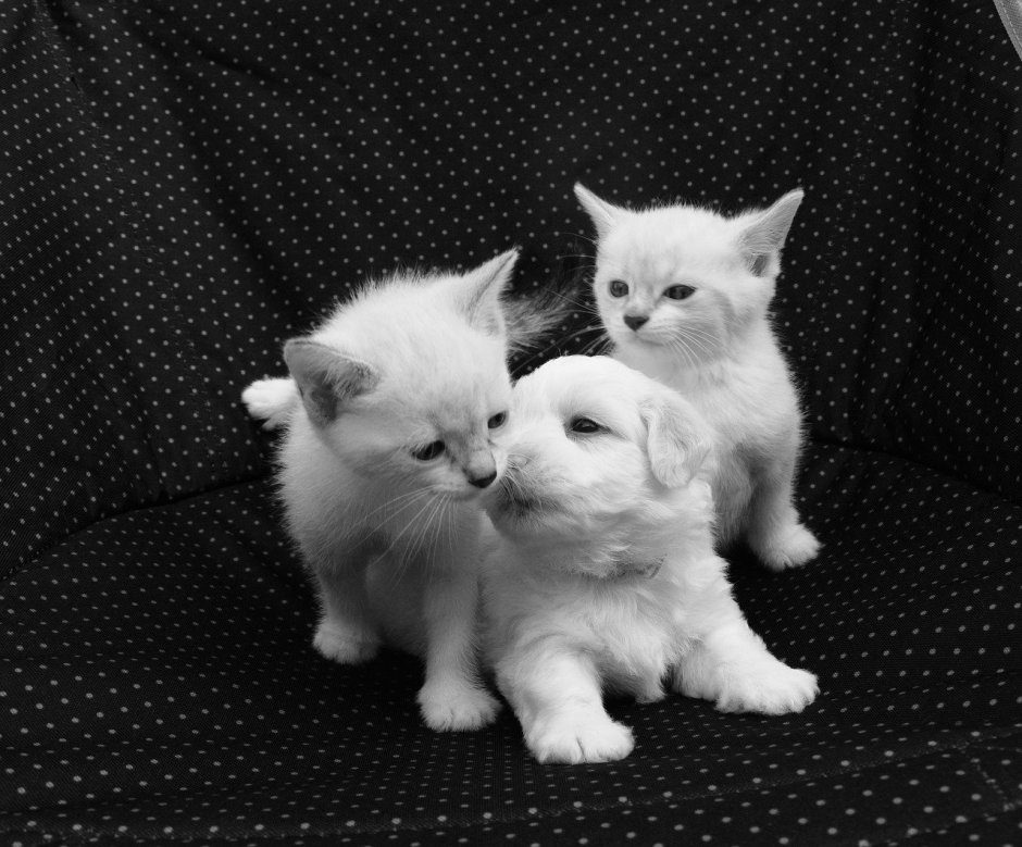 Белая кошка с котятами