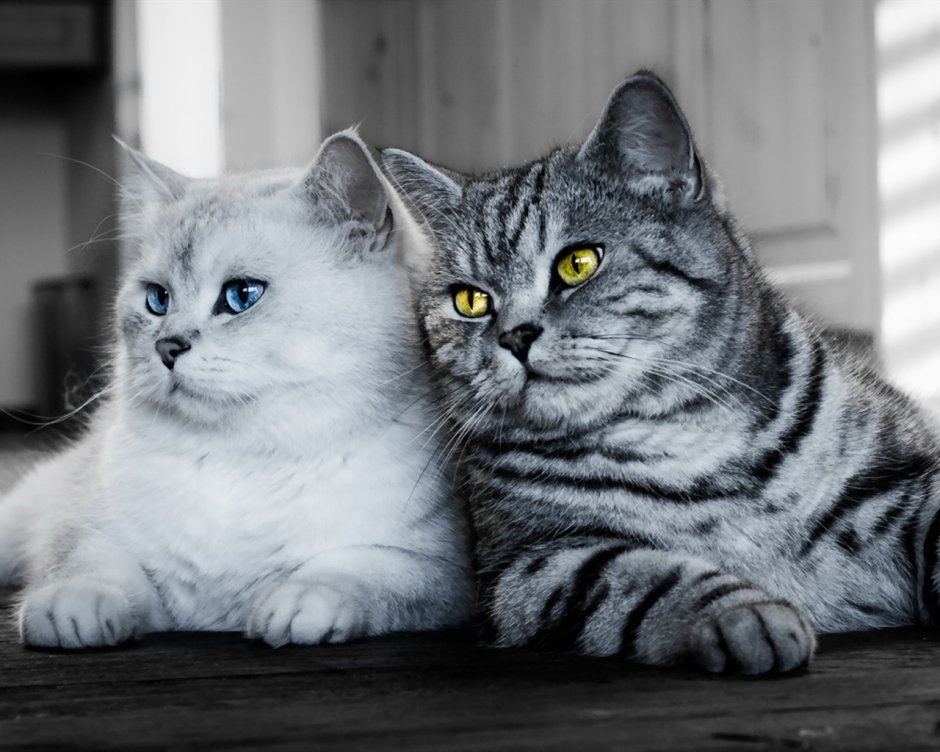 Серо белые коты