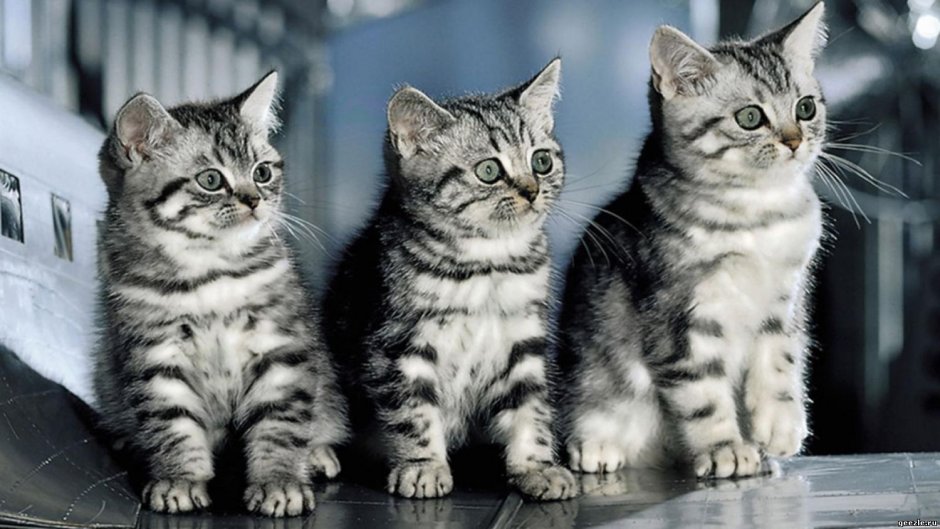 Коты на белом фоне
