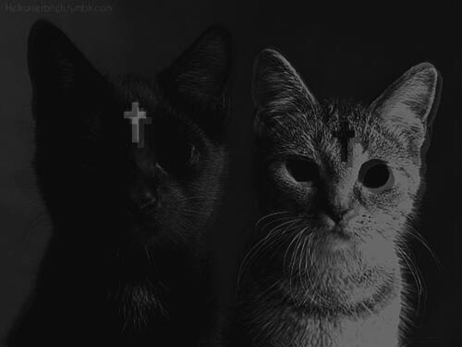 Кошка черная с белым
