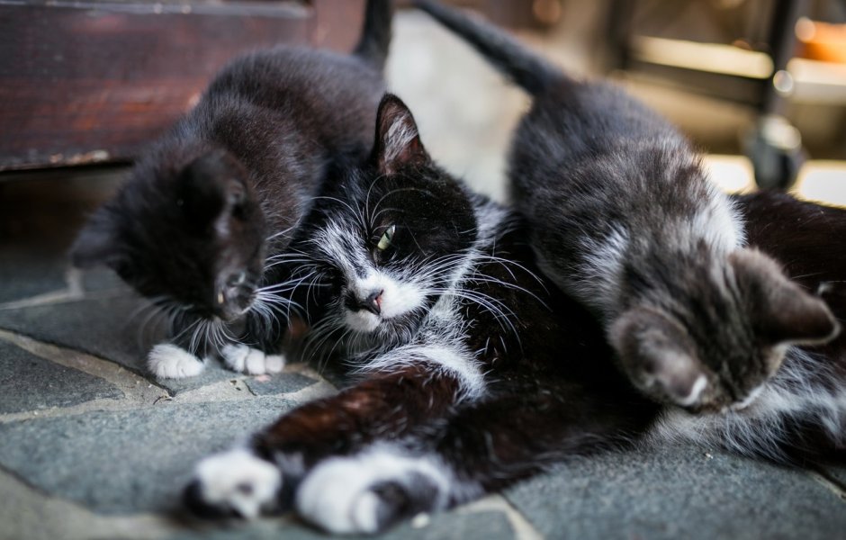 Серая кошка с котятами