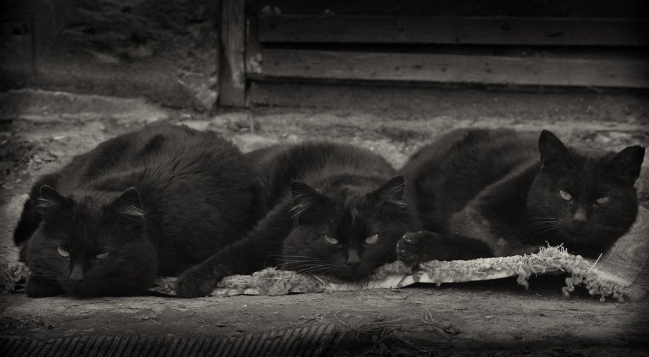 Три черных кота