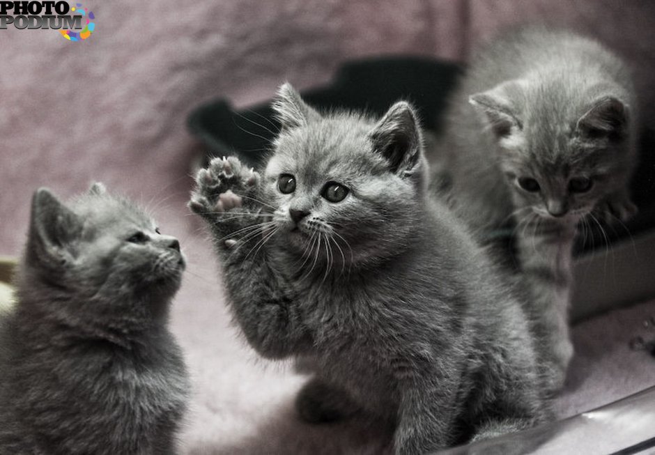 Бело рыже черный котенок