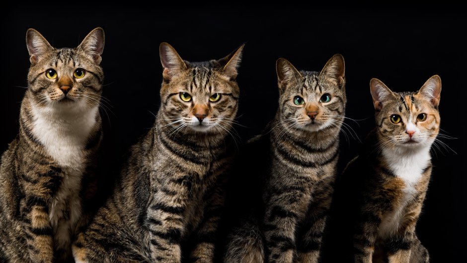 Коты Воители синяя звезда и Белогривка