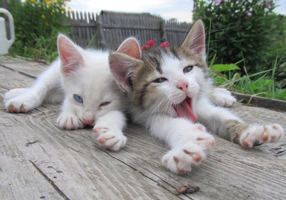 Котята Деревенские