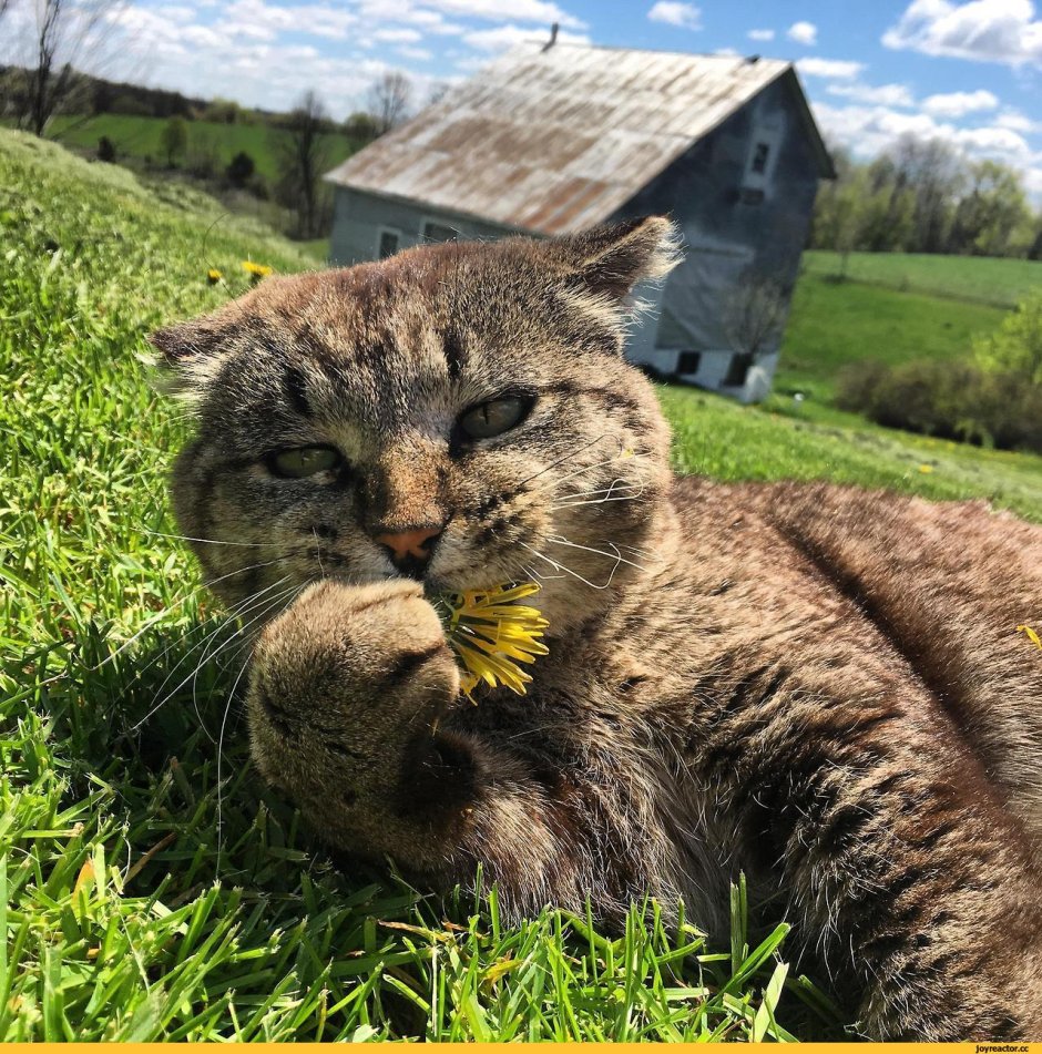 Деревенская кошка