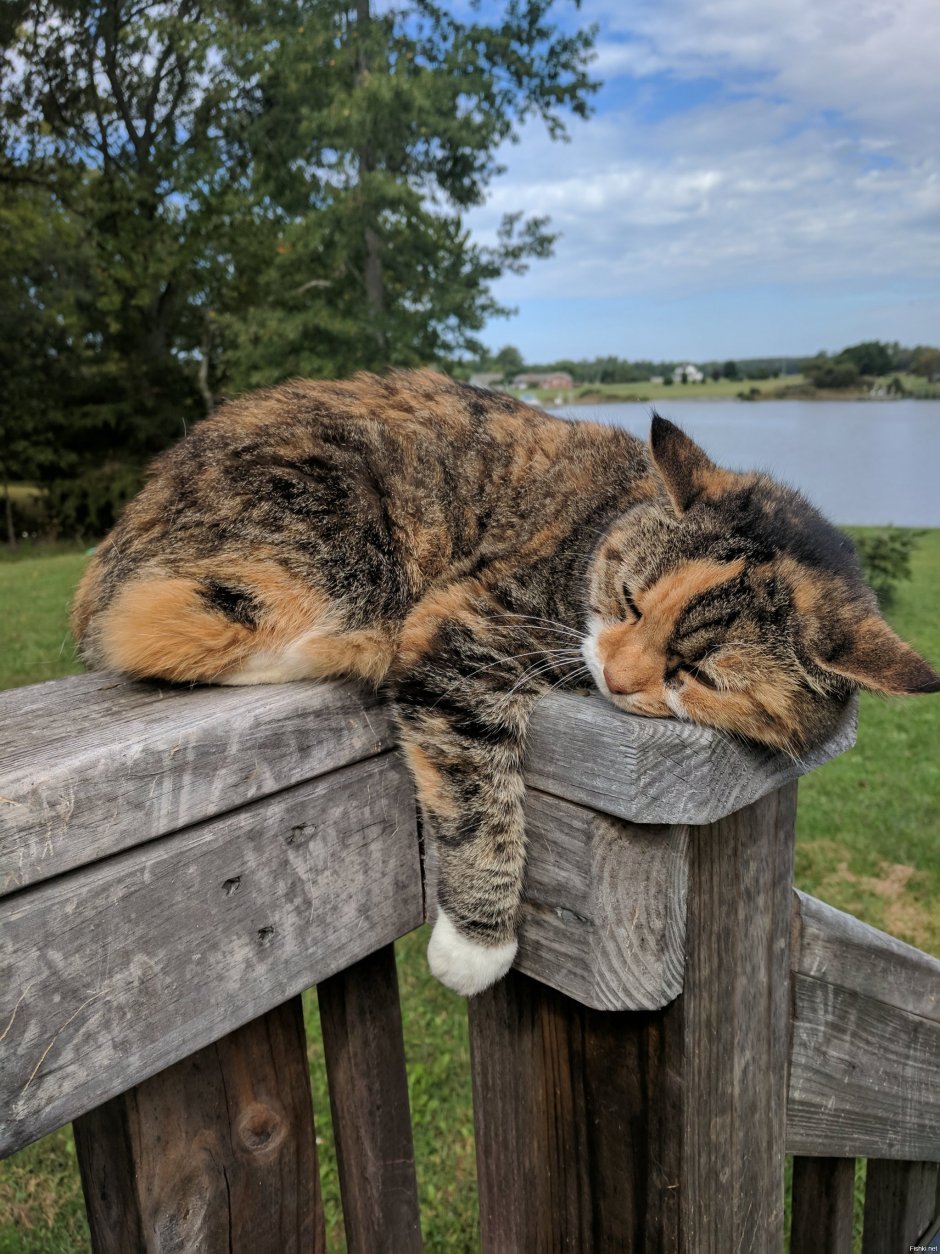 Коты на заборе