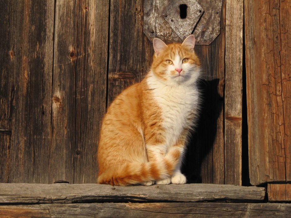 Рыжий деревенский кот