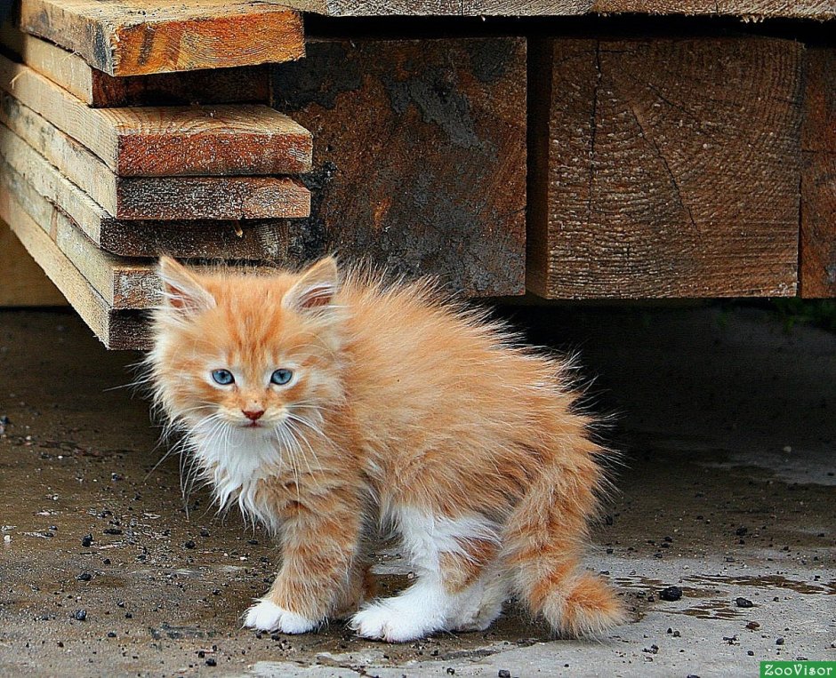 Котята Деревенские