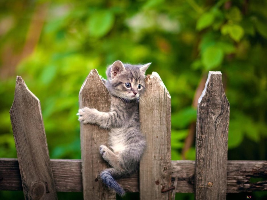Деревенская кошка