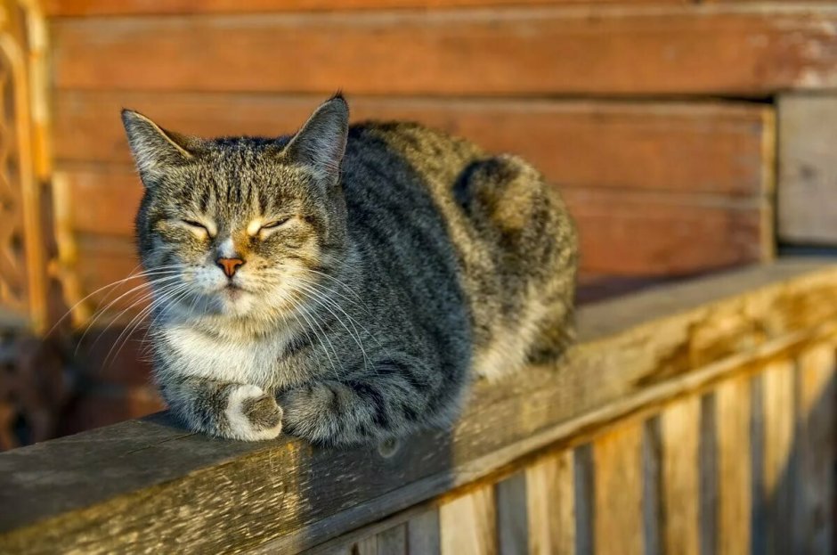 Деревенская кошка