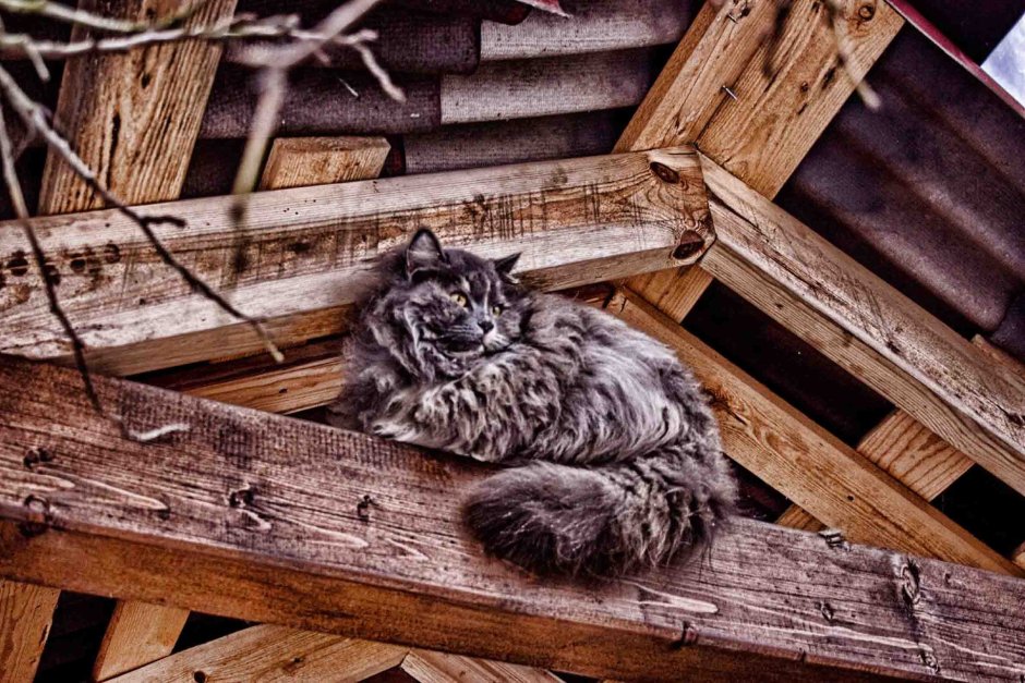 Коты на заборе