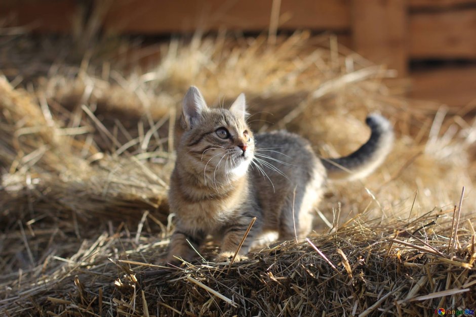 Кот сидит на заборе