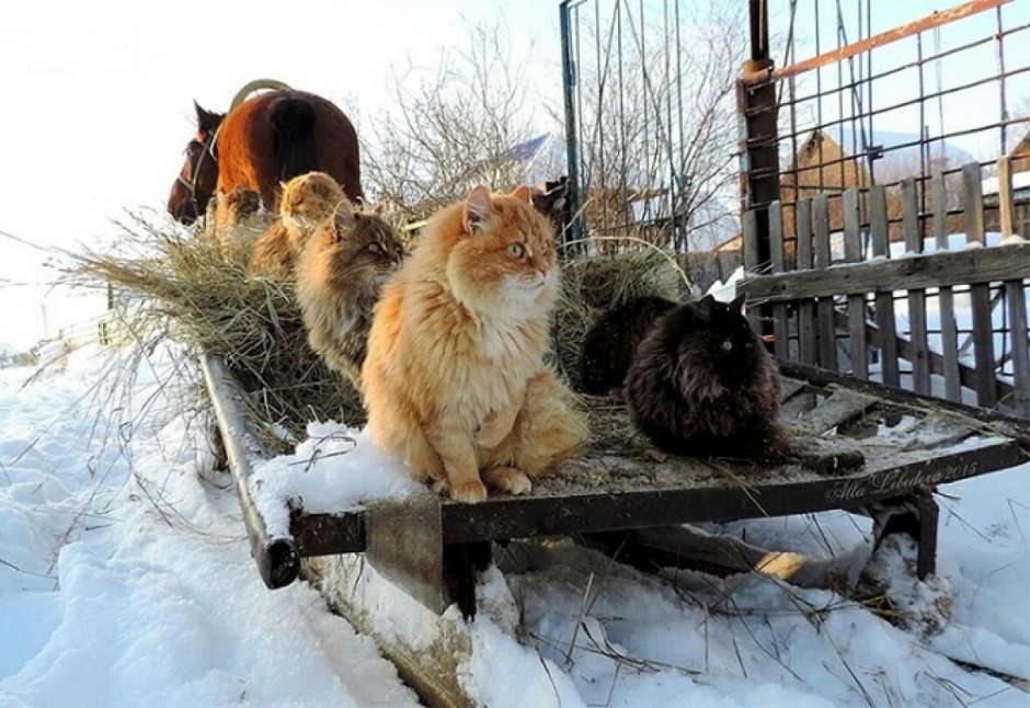 Кошка в деревне