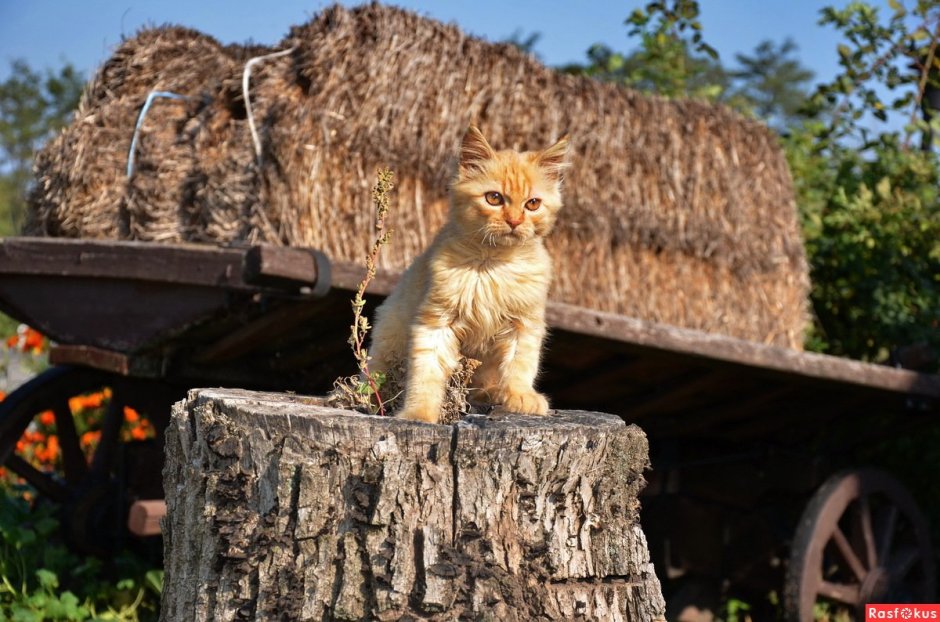 Коты осенью в деревне