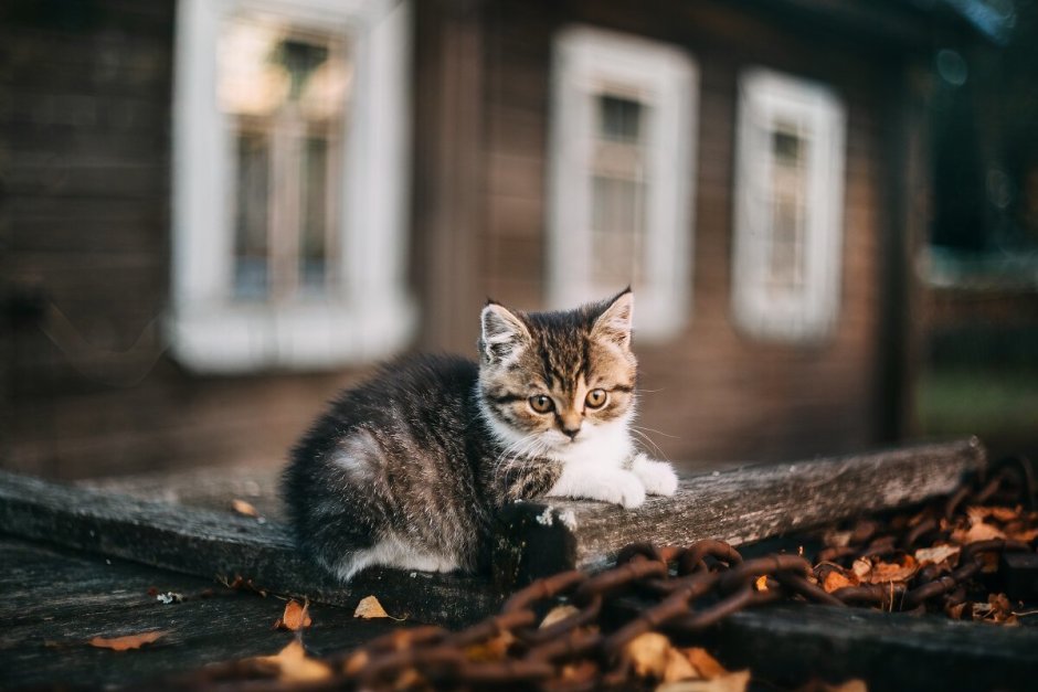 Деревенские коты