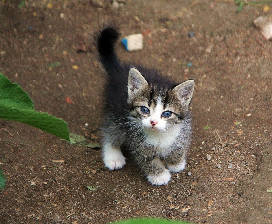 Котенок мяу