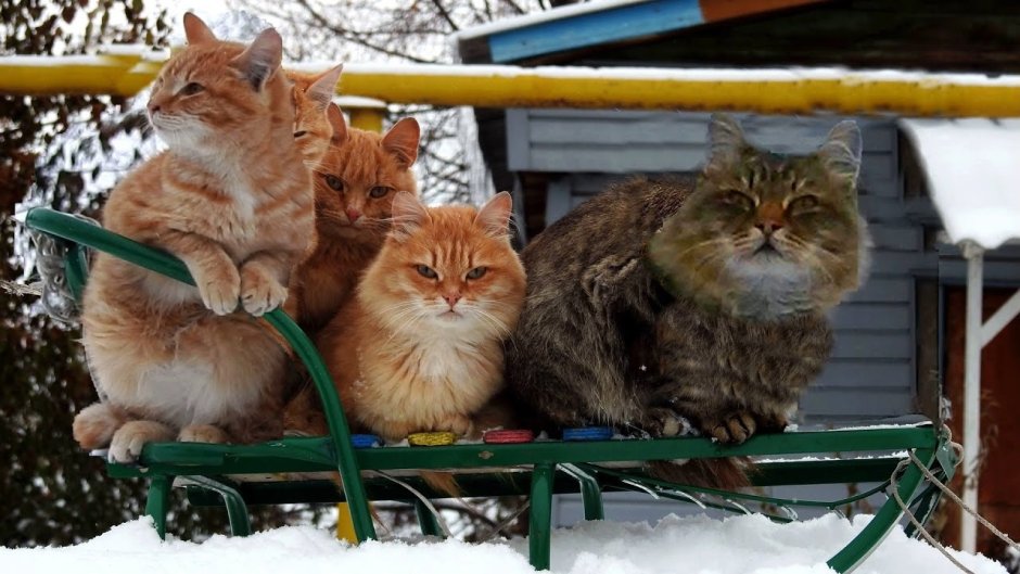 Резвящиеся котята