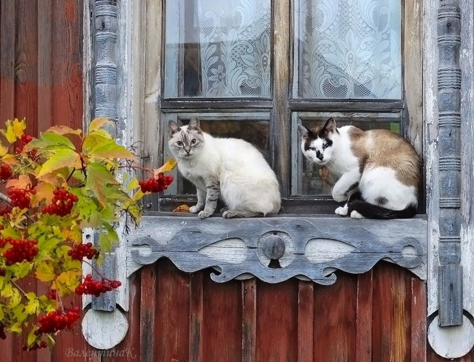 Кошляндия Аллы Лебедевой