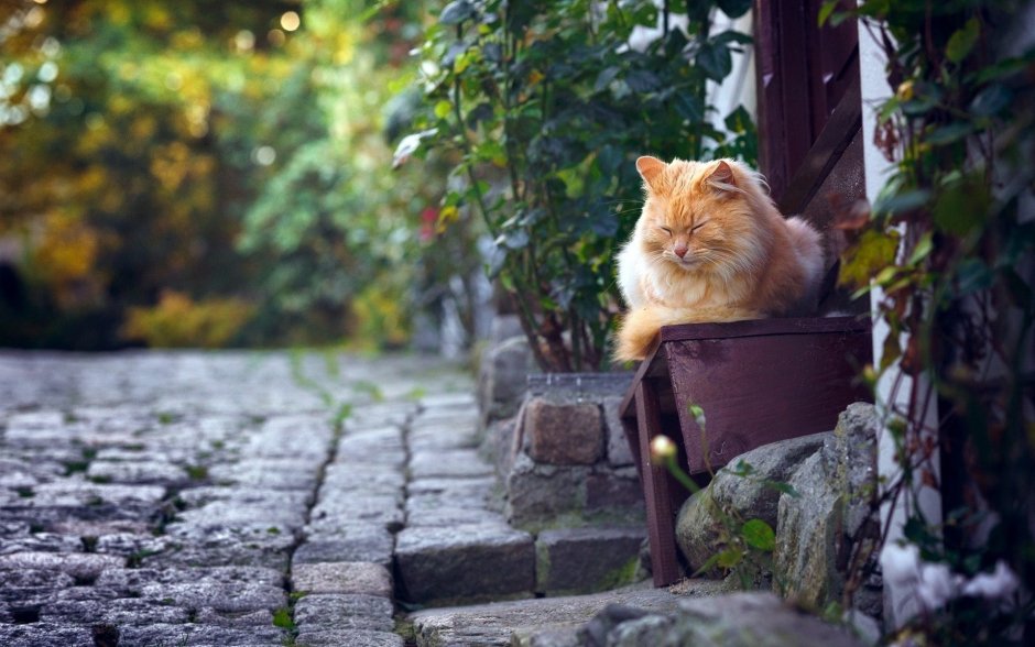 Кошка в деревне
