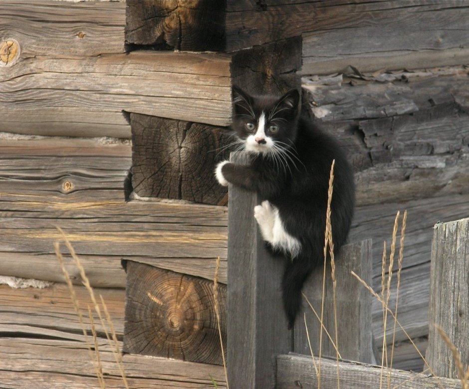 Осень кот деревня