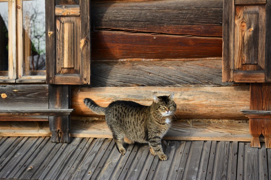 Котики в деревне