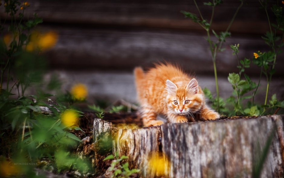 Коты на заборе
