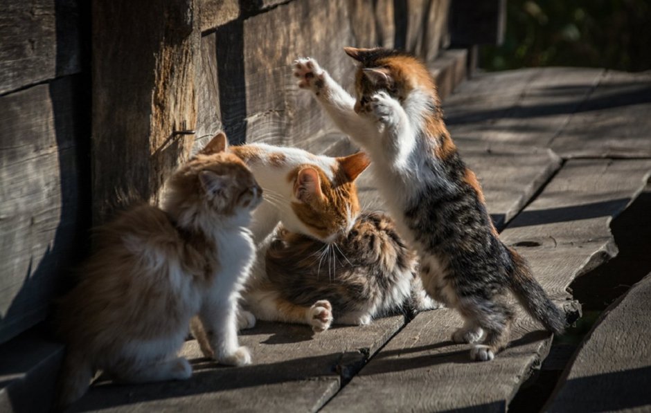 Котята Деревенские