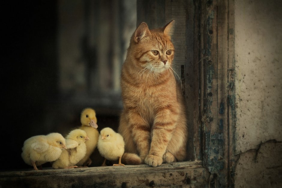 Кошка в деревне