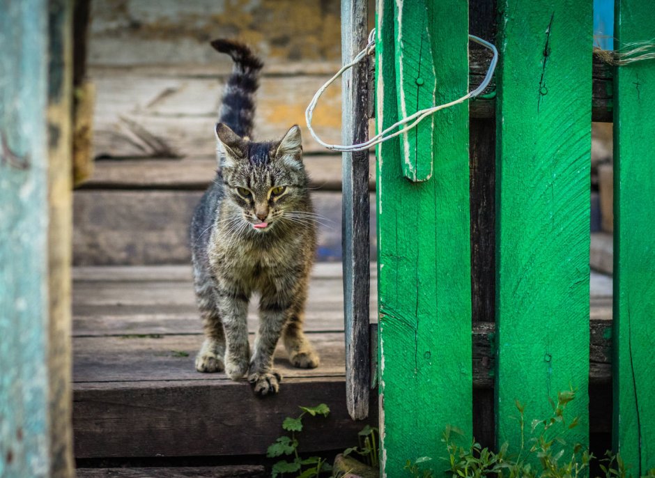 Серый деревенский кот