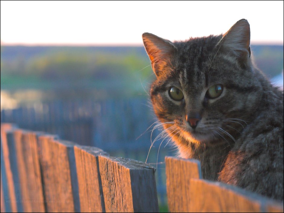 Коты в деревне зимой
