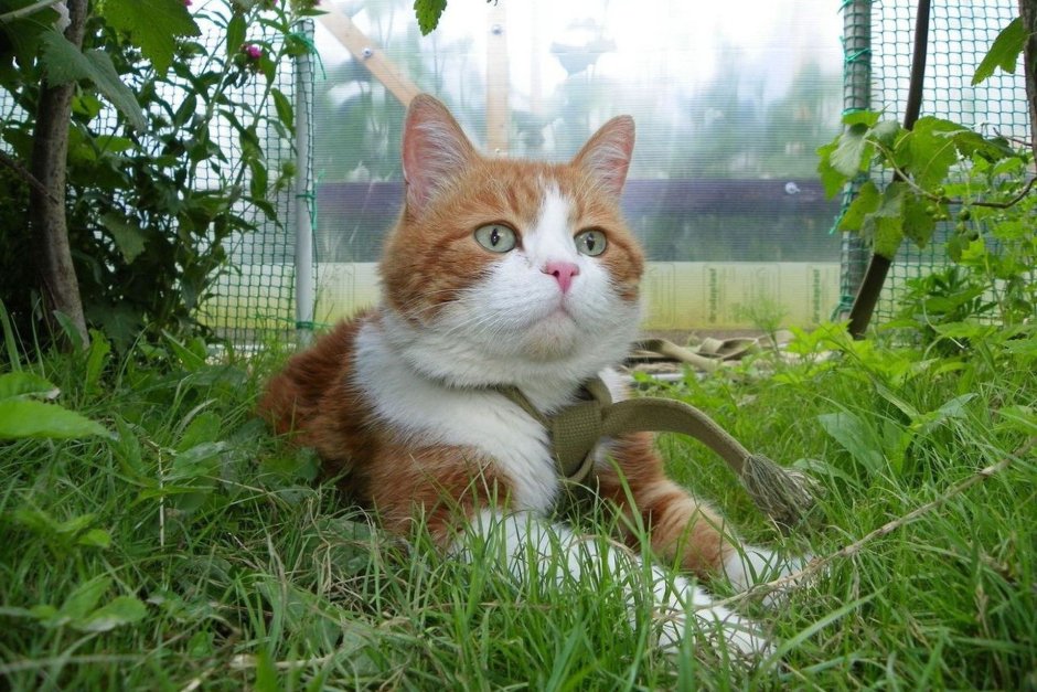 Деревенская кошечка
