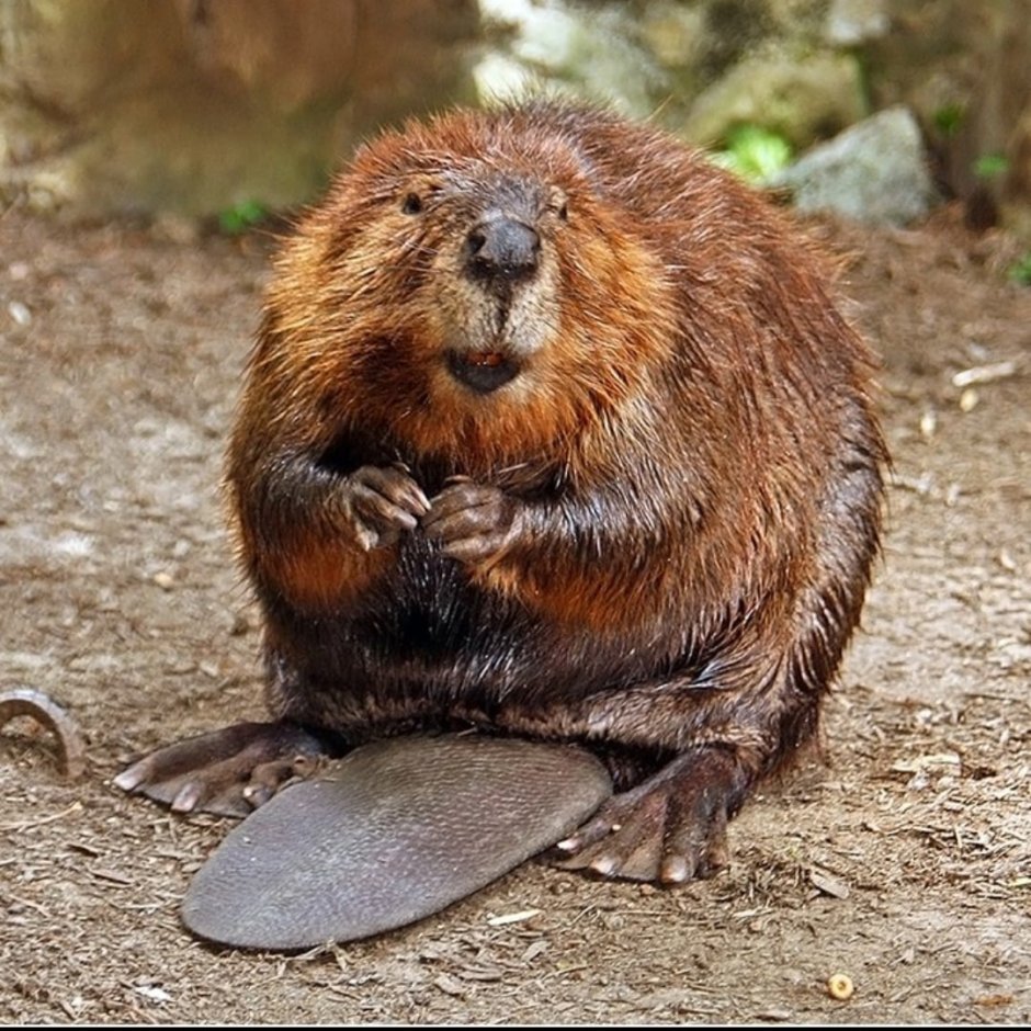 Канадский Бобр (Castor canadensis)