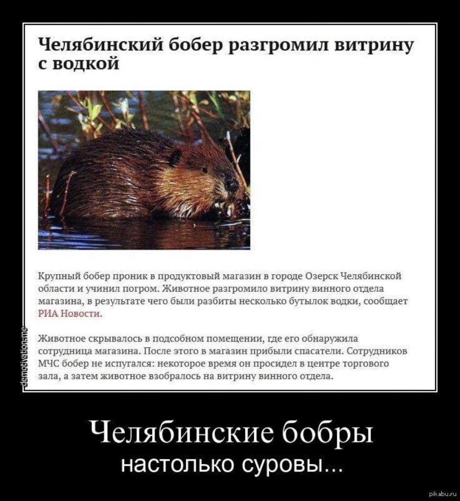 Приколы про Бобров