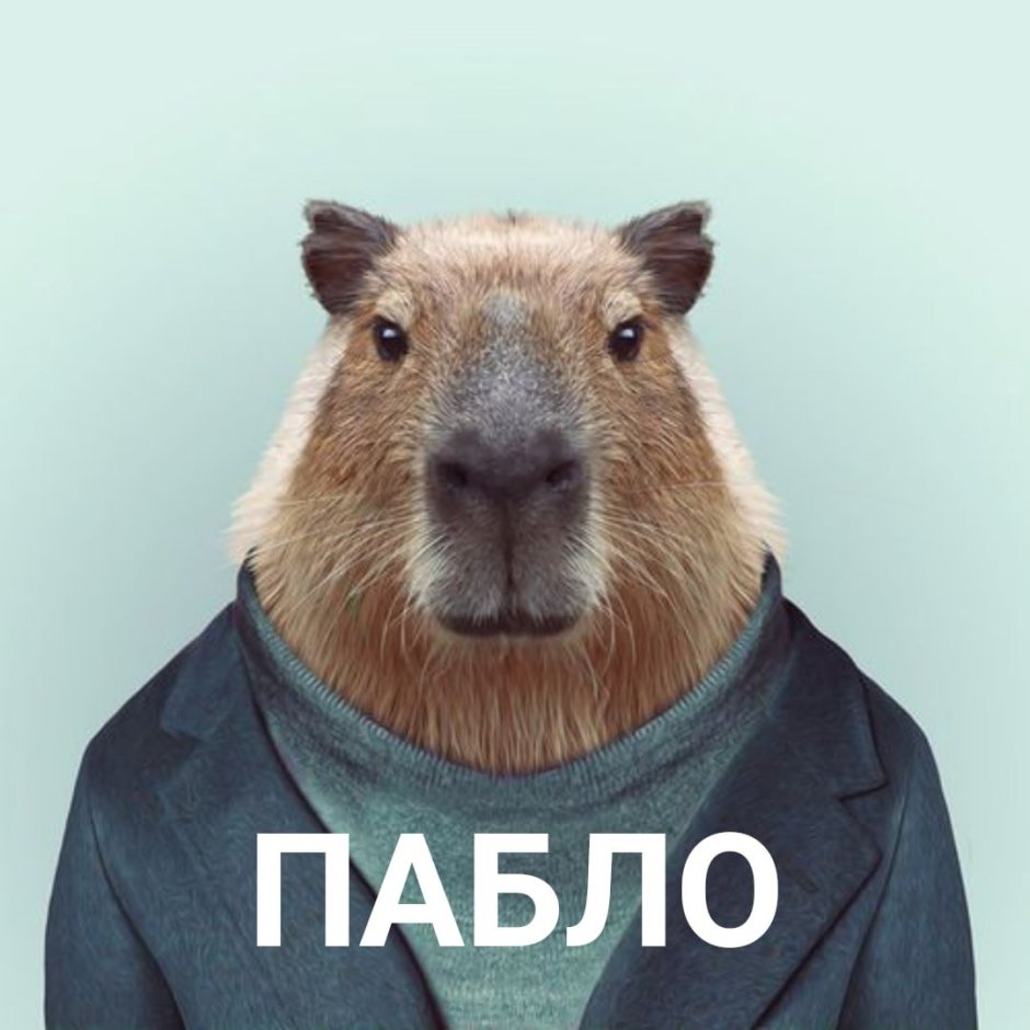 Лысые капибары