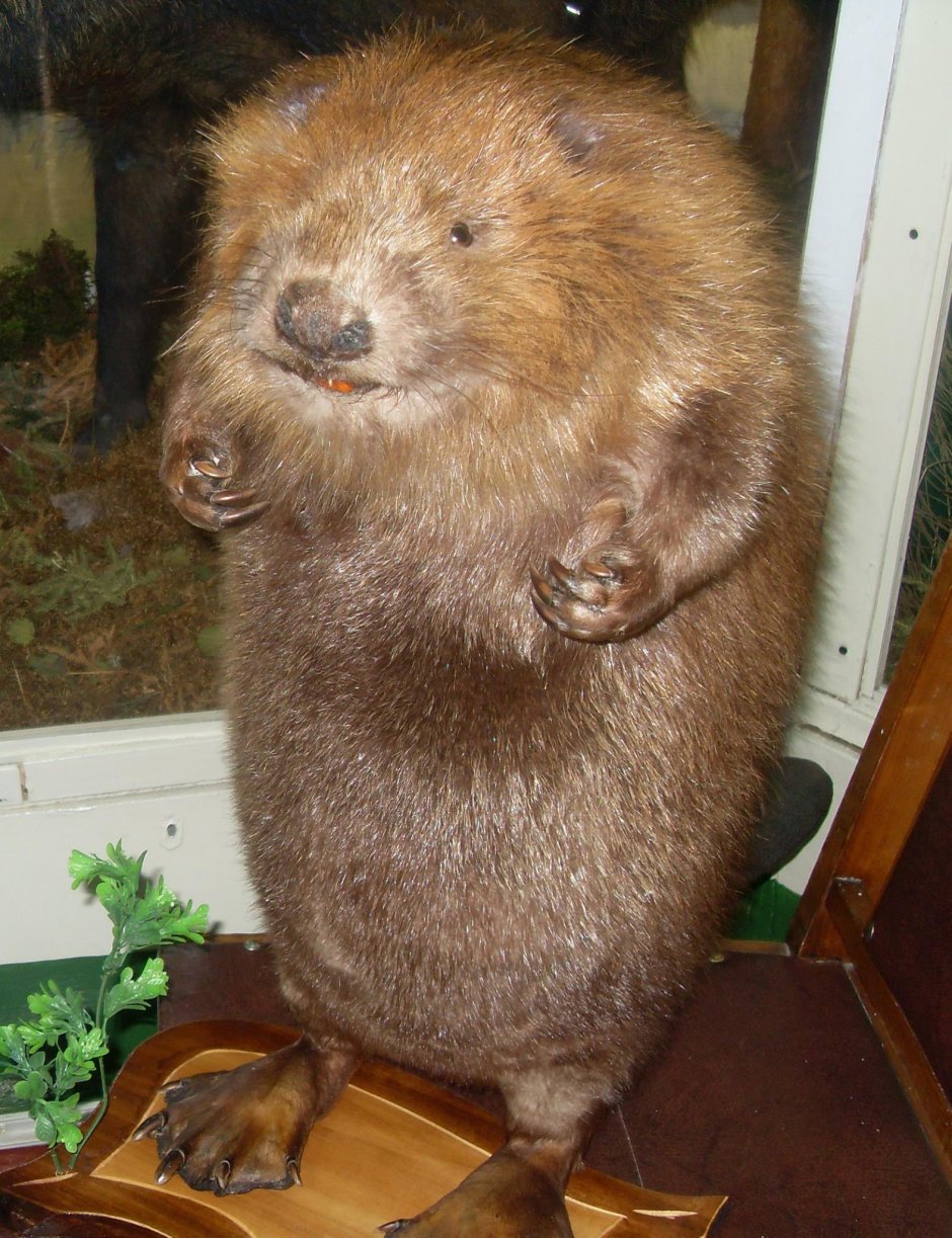 Жирный бобер