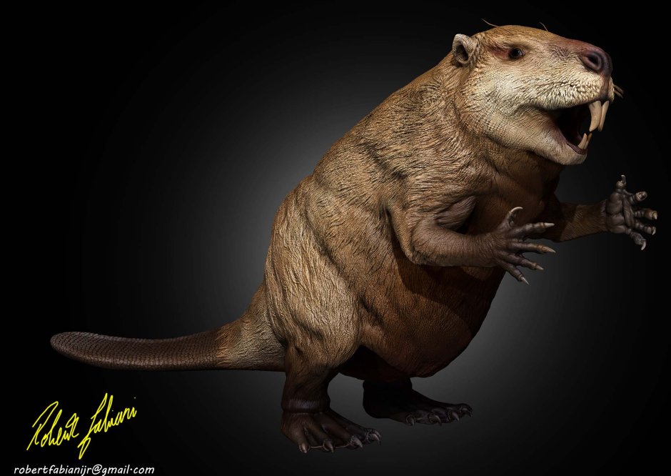 Гигантский бобёр (Castoroides ohioensis)