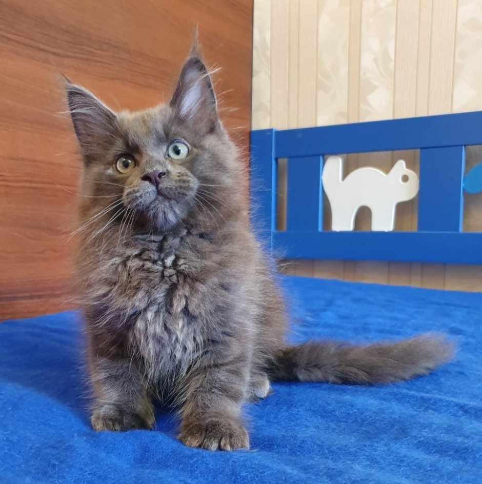Котята мейкун голубой дым окрас